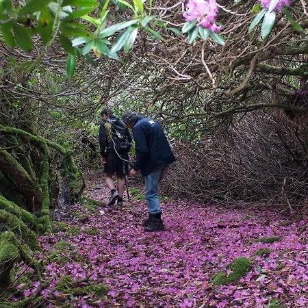 Ivy Steps From National Park * Killarney