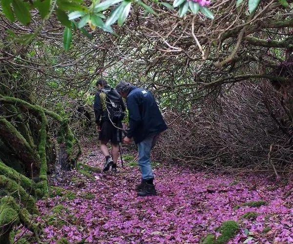 Ivy Steps From National Park * 킬라니